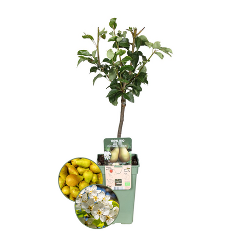 Økologisk pæretræ Pyrus 