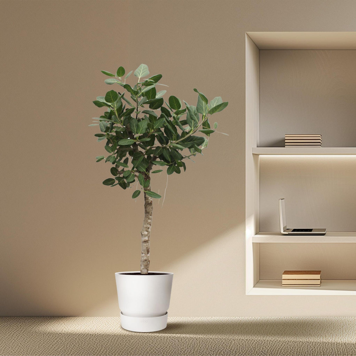 Ficus Benghalensis tree