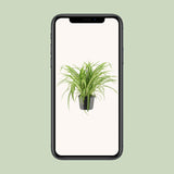 Chlorophytum Comosum Variegatum