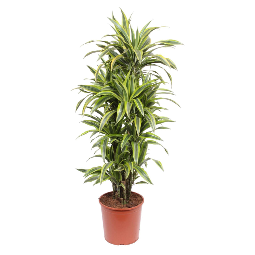 Dracaena Lemon Lime