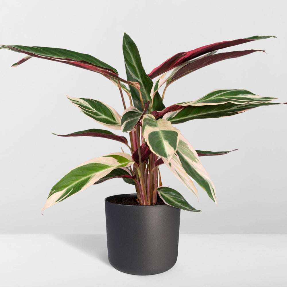 Calathea Triostar - Peacock Plant