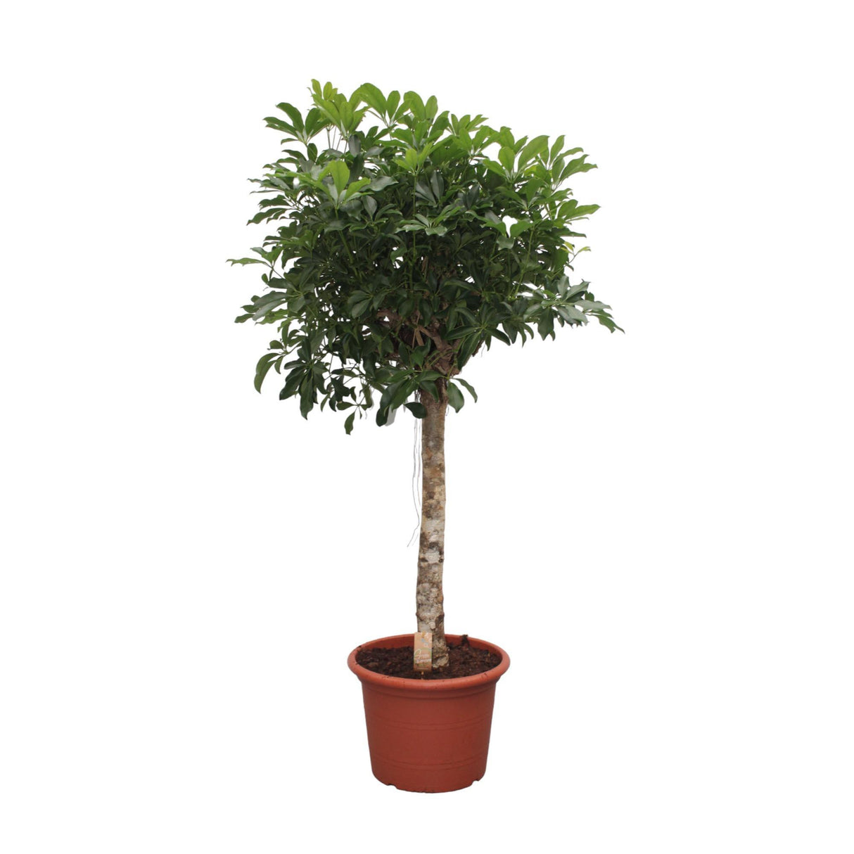 Schefflera Arboricola Compacta træ