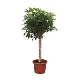 Schefflera Arboricola Compacta træ