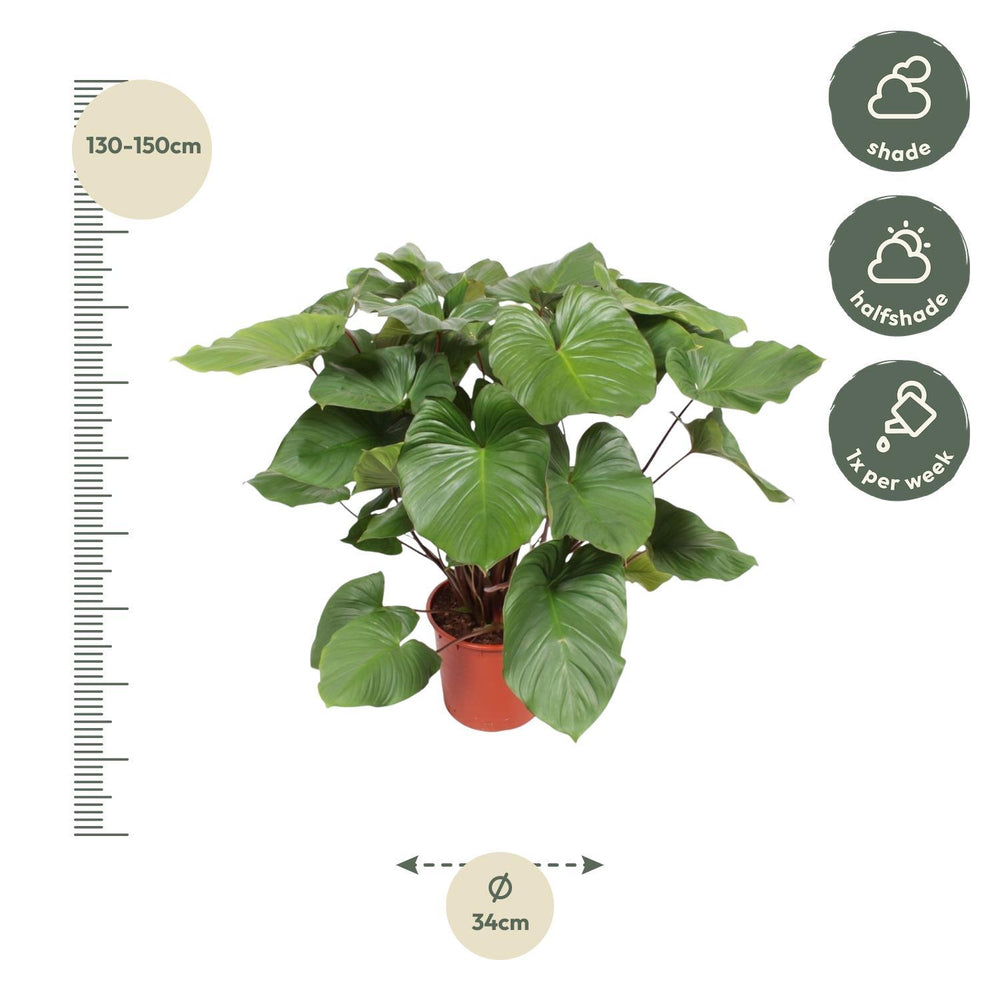 Homalomena Rubescens Maggy