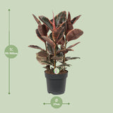 Ficus Belize