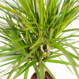 Dracaena with basket