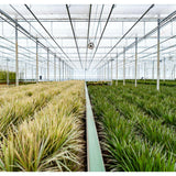 Dracaena with basket
