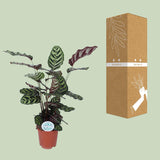 Calathea Makoyana