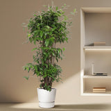 Dracaena Surculosa