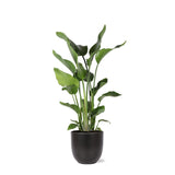 Strelitzia Nicolai Ø24cm ↕120cm i Boule ANTRACIET gryde