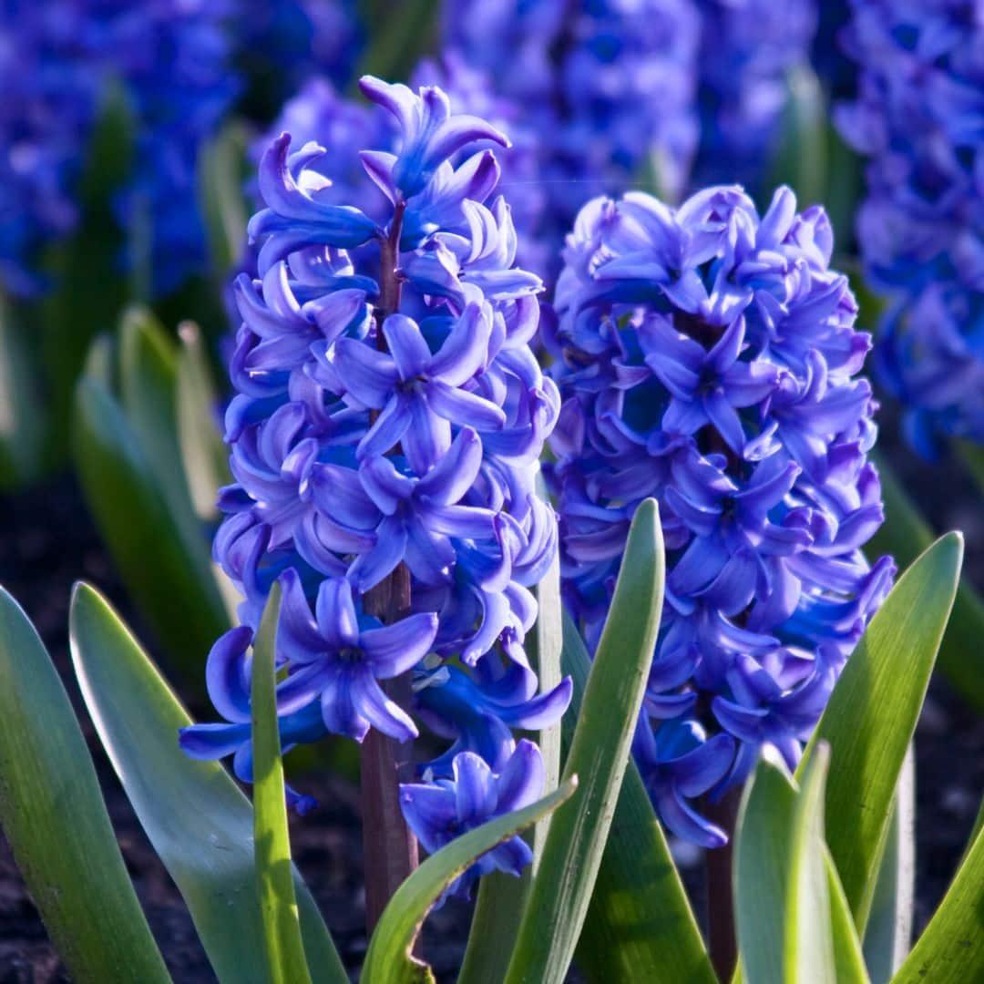 Blomsterløg Amsterdam - Delft Blue - 10 bloembollen - Maat 14/15 