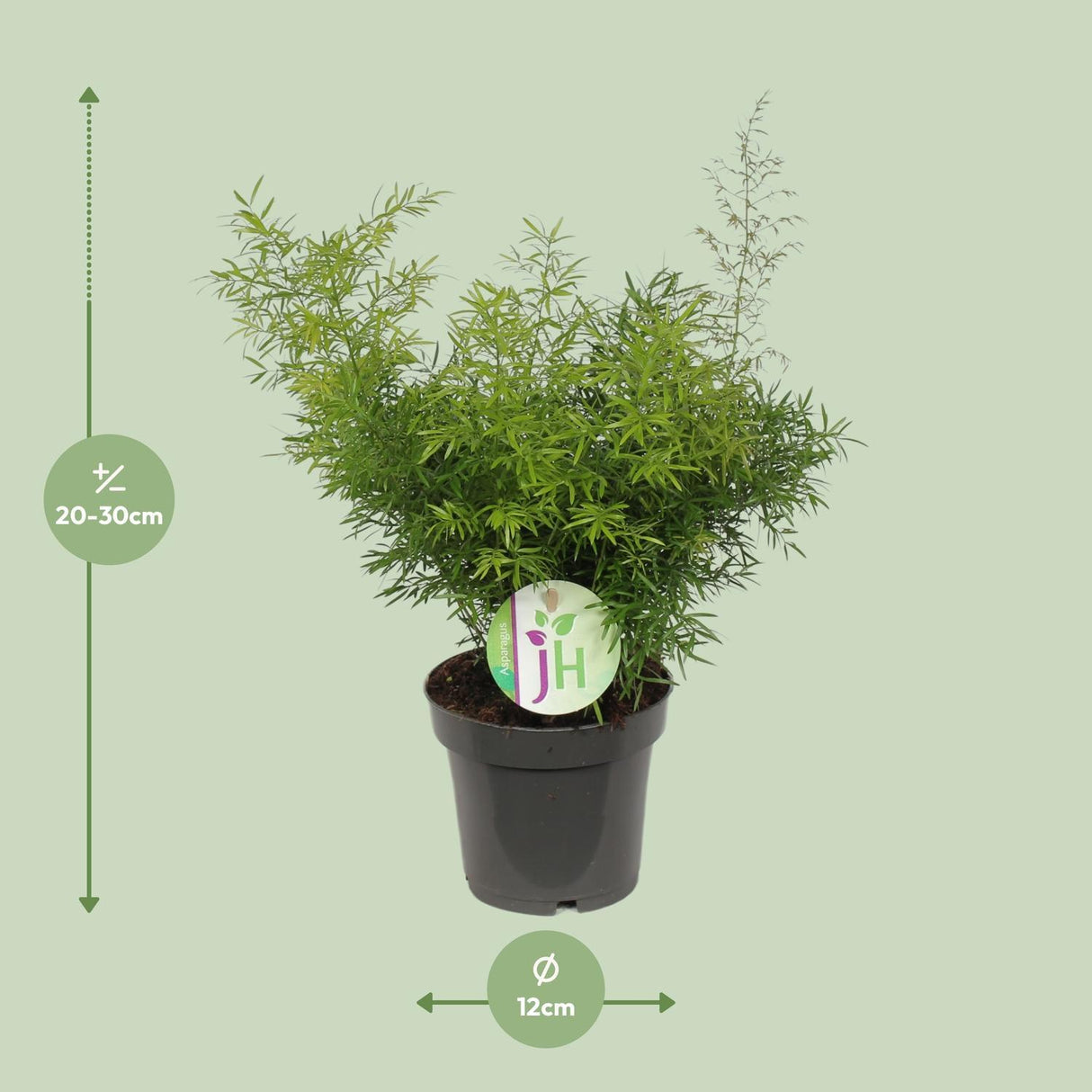 Asparges Cwebe - Ø12cm - ↕30cm