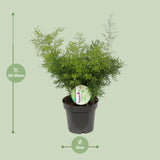 Asparges Cwebe - Ø12cm - ↕30cm