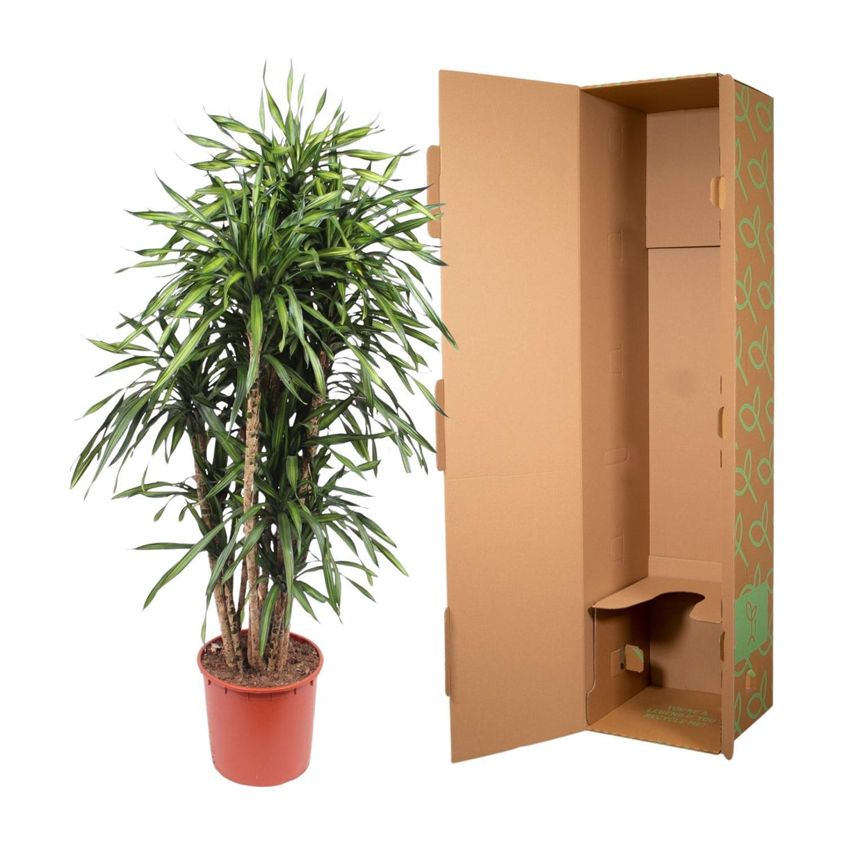 Dracaena Riki