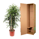 Dracaena Riki