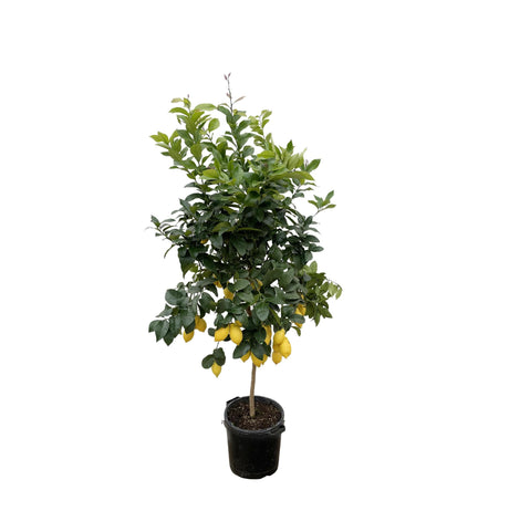 Citrus Citron