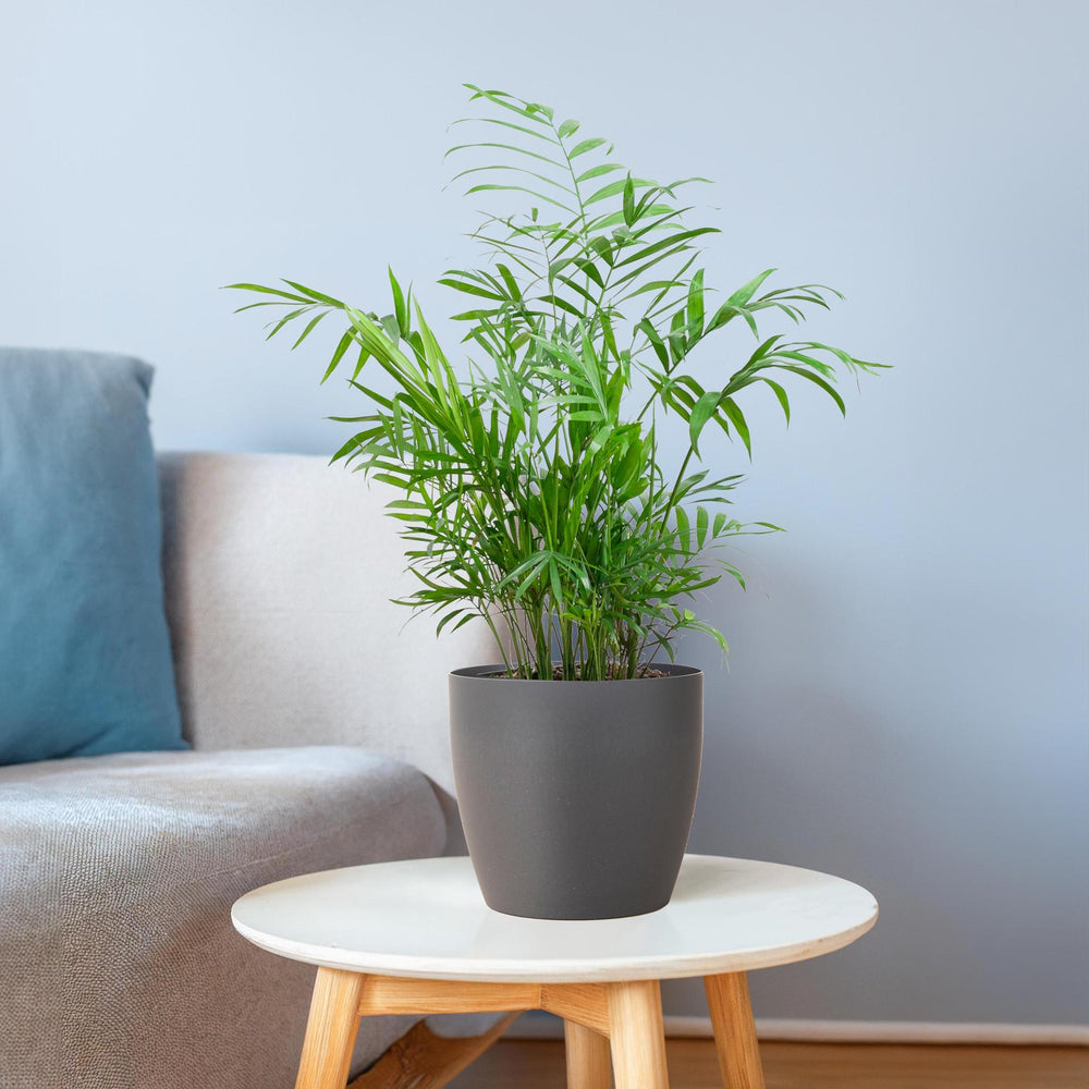 Chamadorea Elegans with Viber grey - 55cm - Ø17