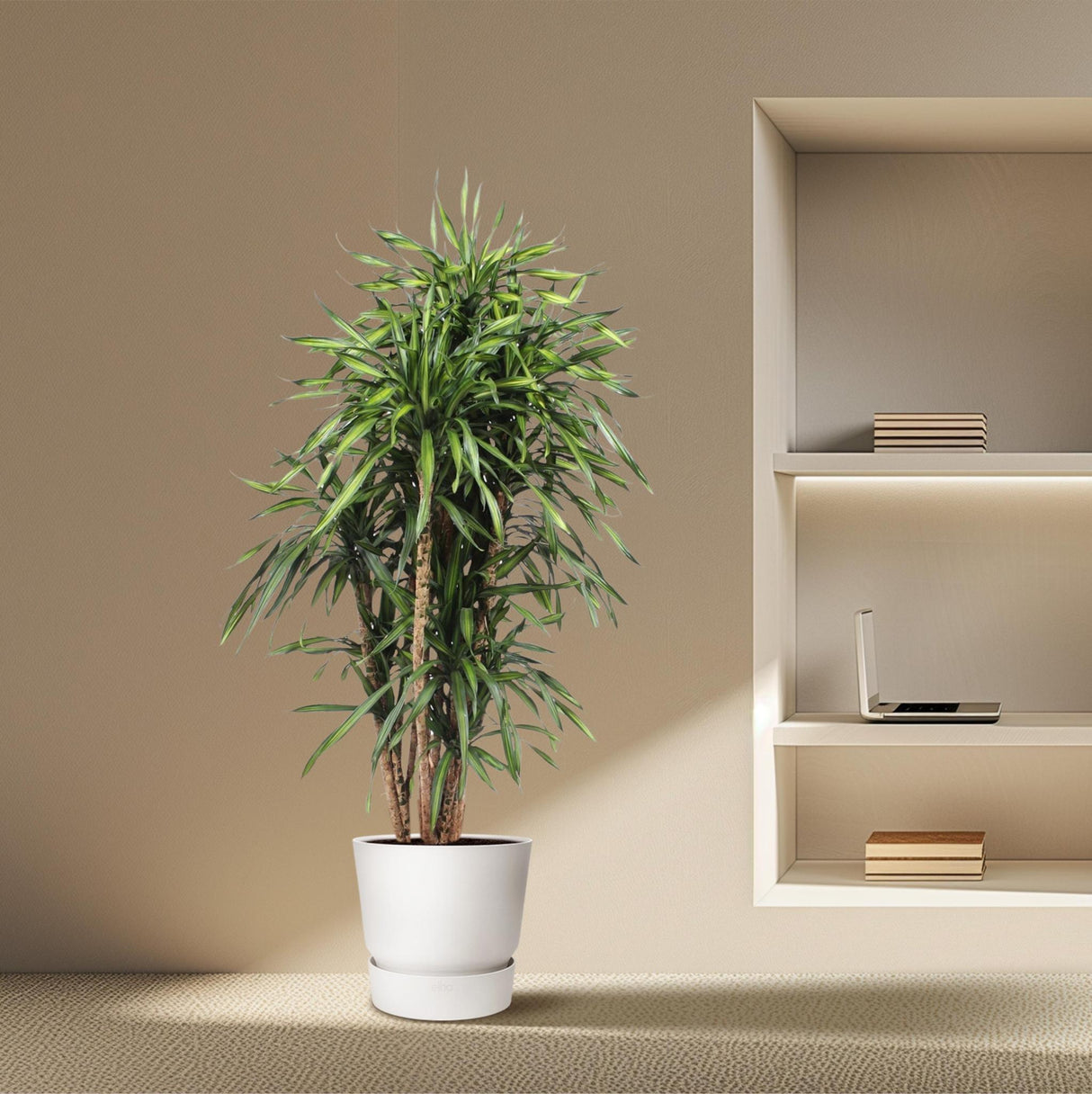 Dracaena Riki