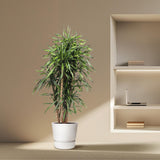 Dracaena Riki