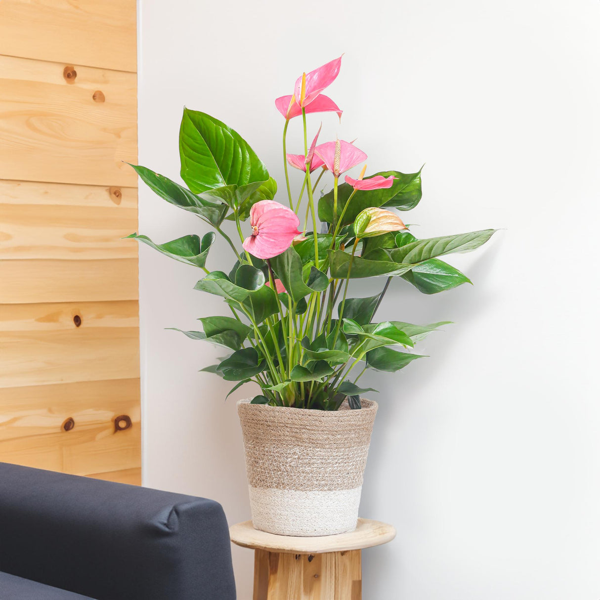 Anthurium Pink Explosion med Lissabon hvid kurv - 55cm - Ø17