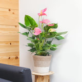 Anthurium Pink Explosion med Lissabon hvid kurv - 55cm - Ø17