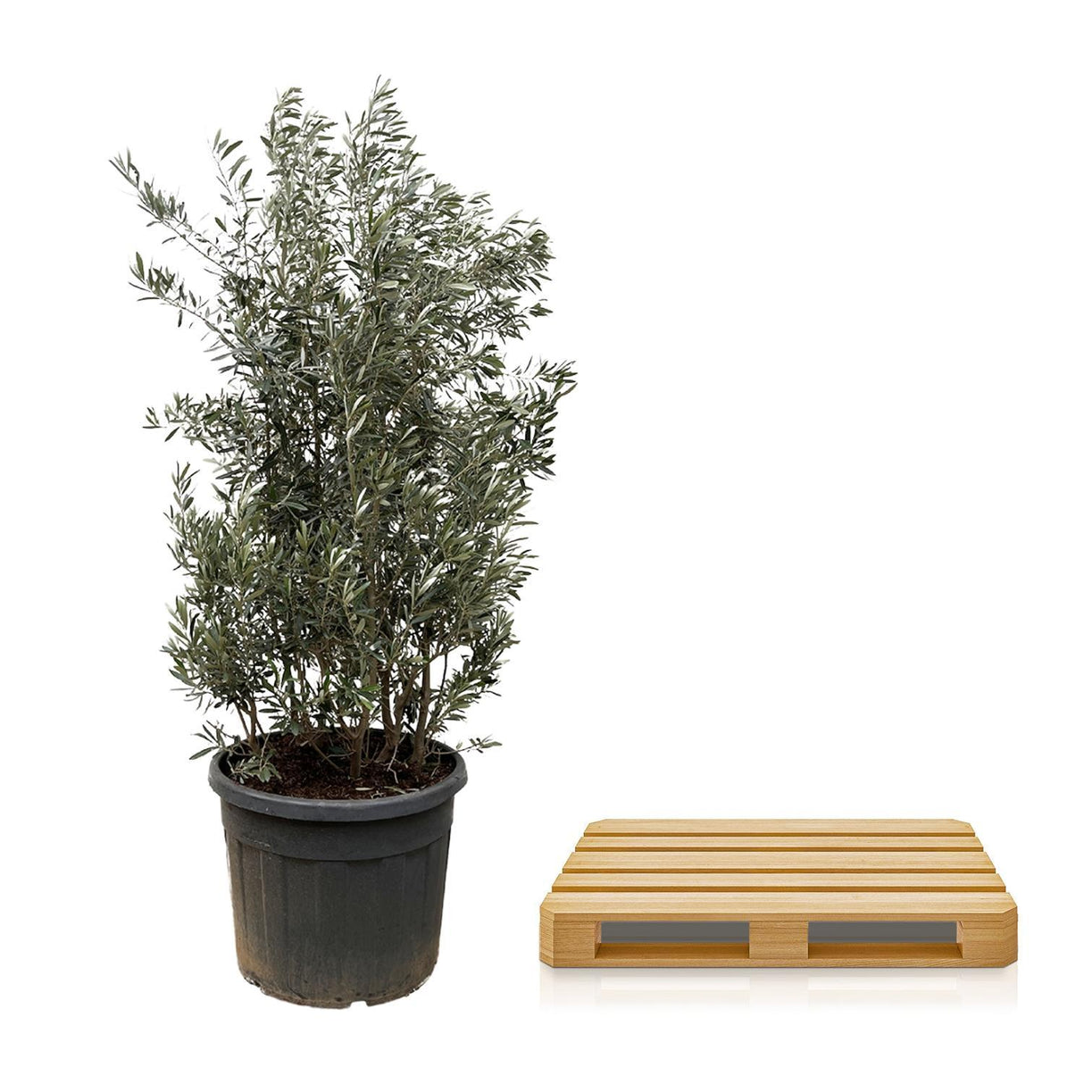 Olea Europaea Shrub