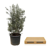 Olea Europaea Shrub