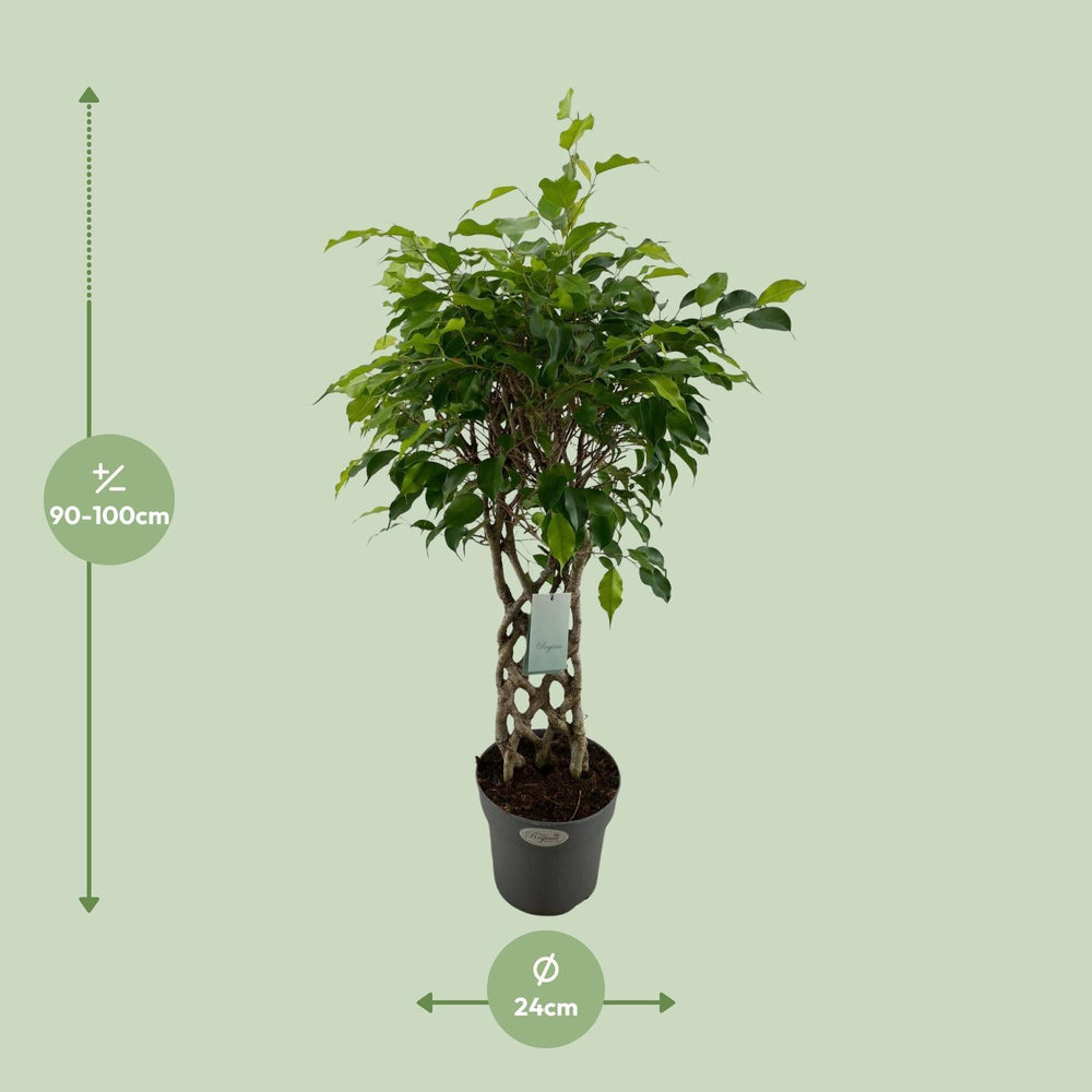 Ficus Benjamina Exotica