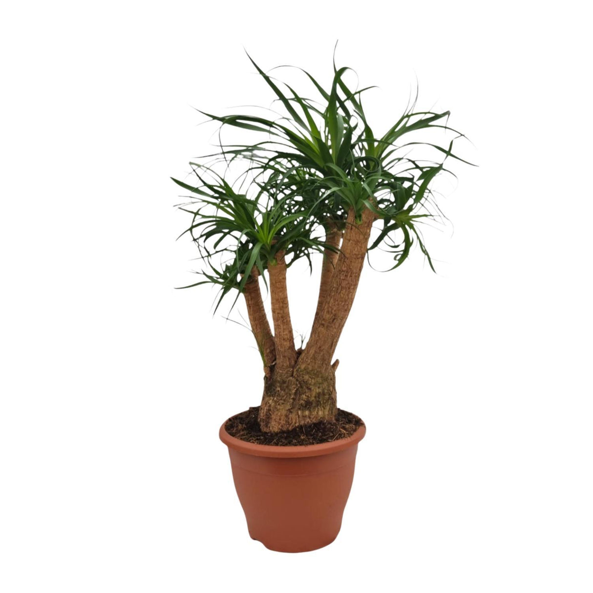 Beaucarnea Nolina