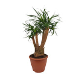 Beaucarnea Nolina