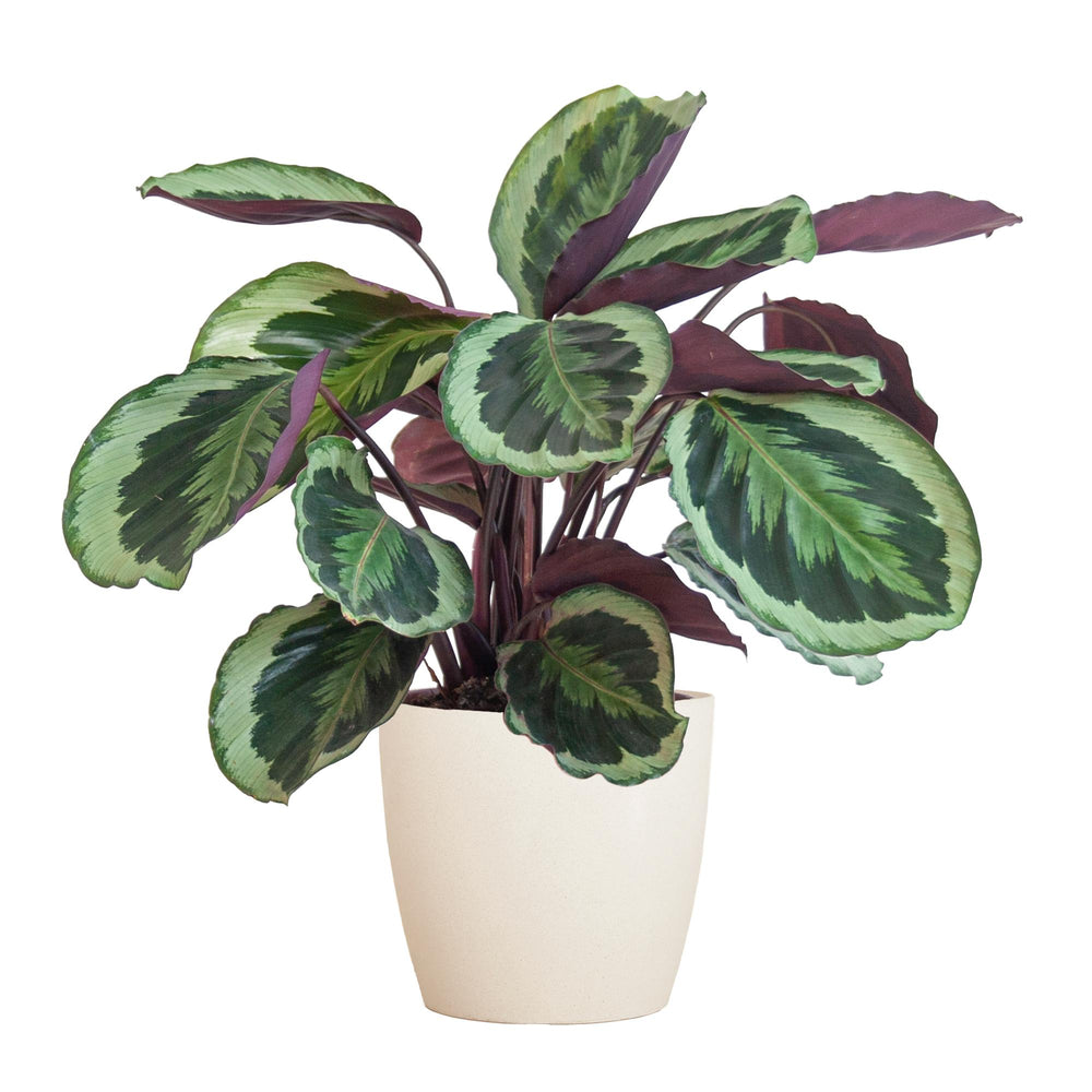 Calathea Medaillon mødte Viber vid