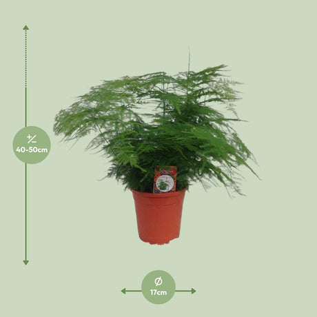 Asparges Setaceus - Ø17cm - ↕45cm - Ø17cm - ↕45cm