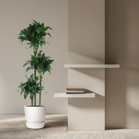 Dracaena Tatuade