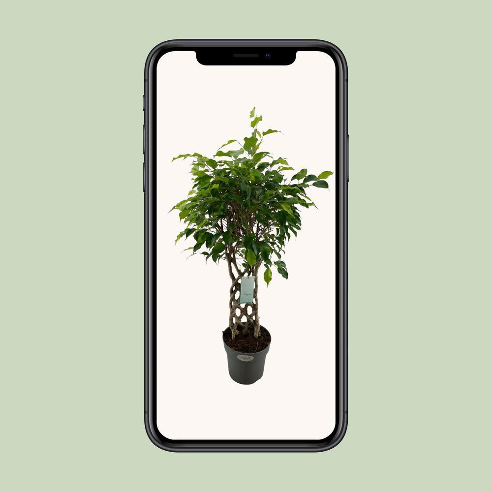 Ficus Benjamina Exotica
