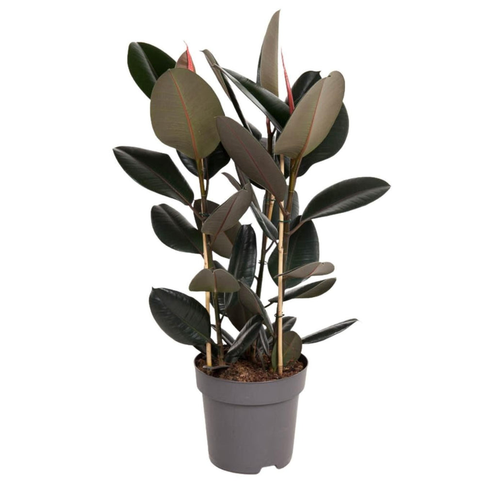 Ficus Elastica Abidjan