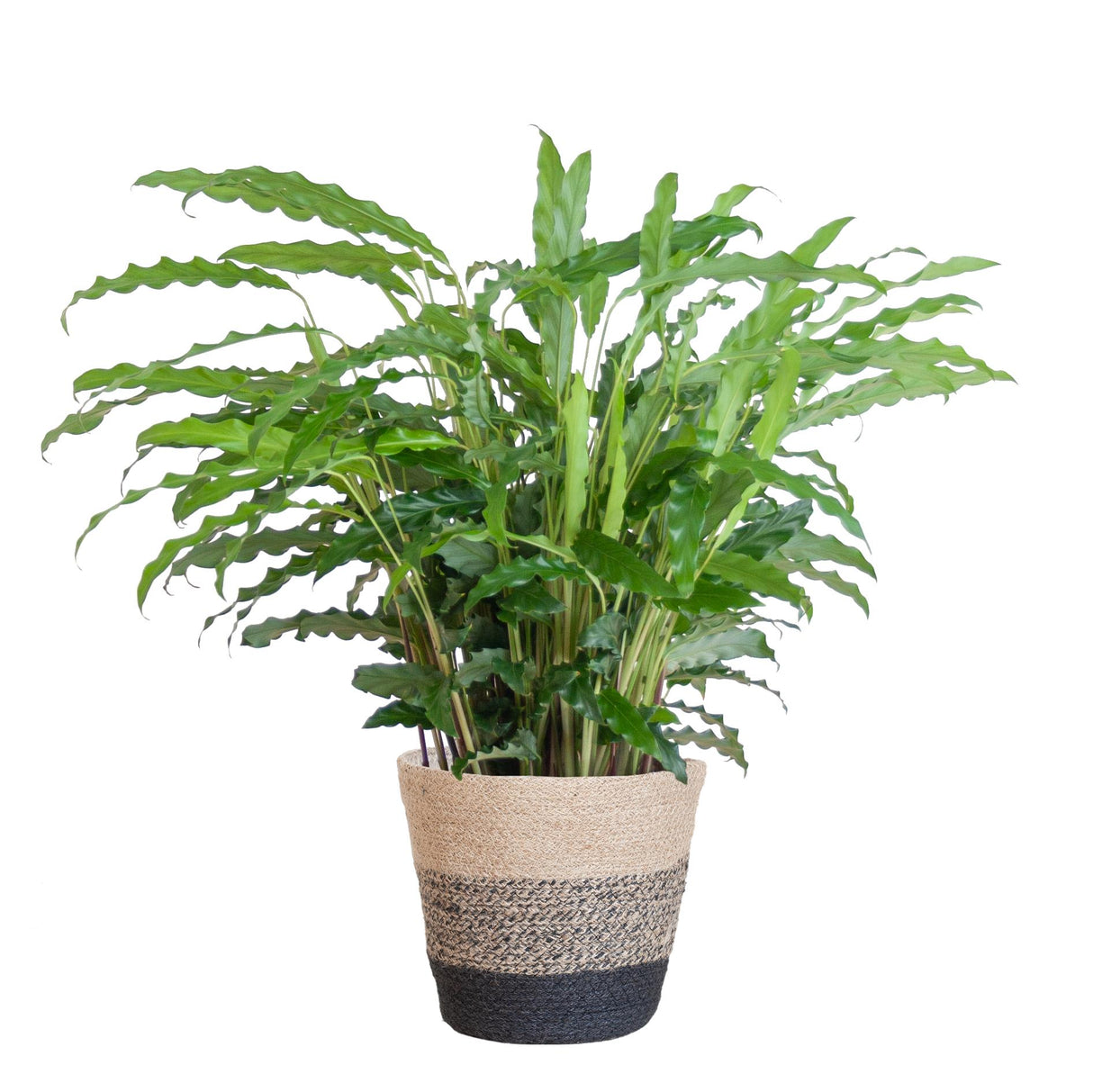 Calathea Rufibarba