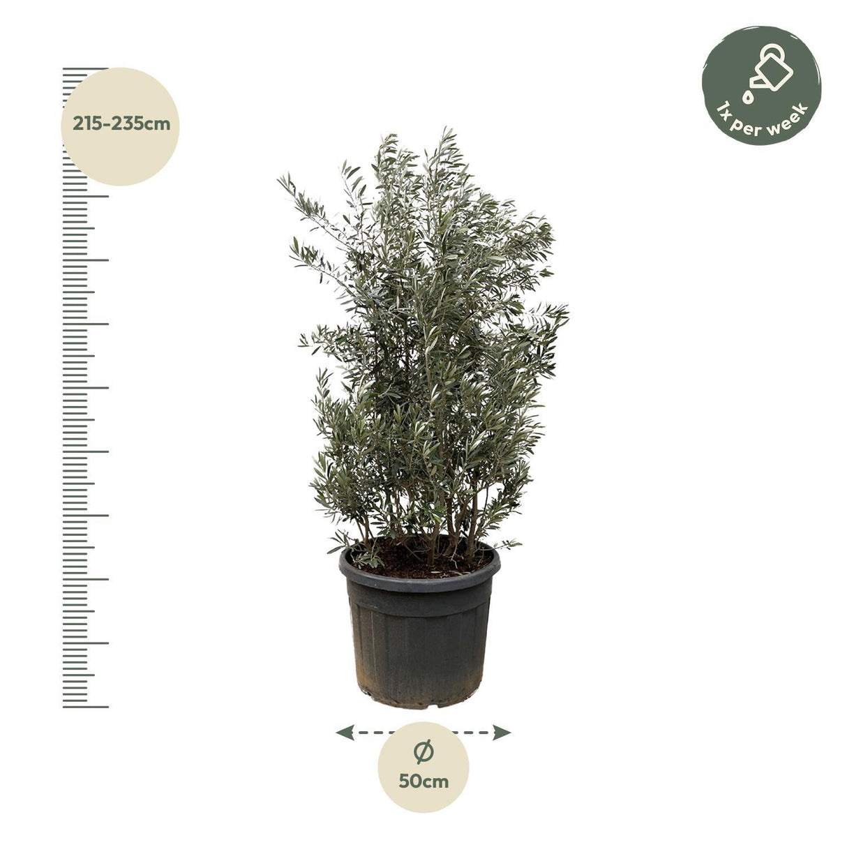 Olea Europaea Shrub