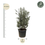 Olea Europaea Shrub