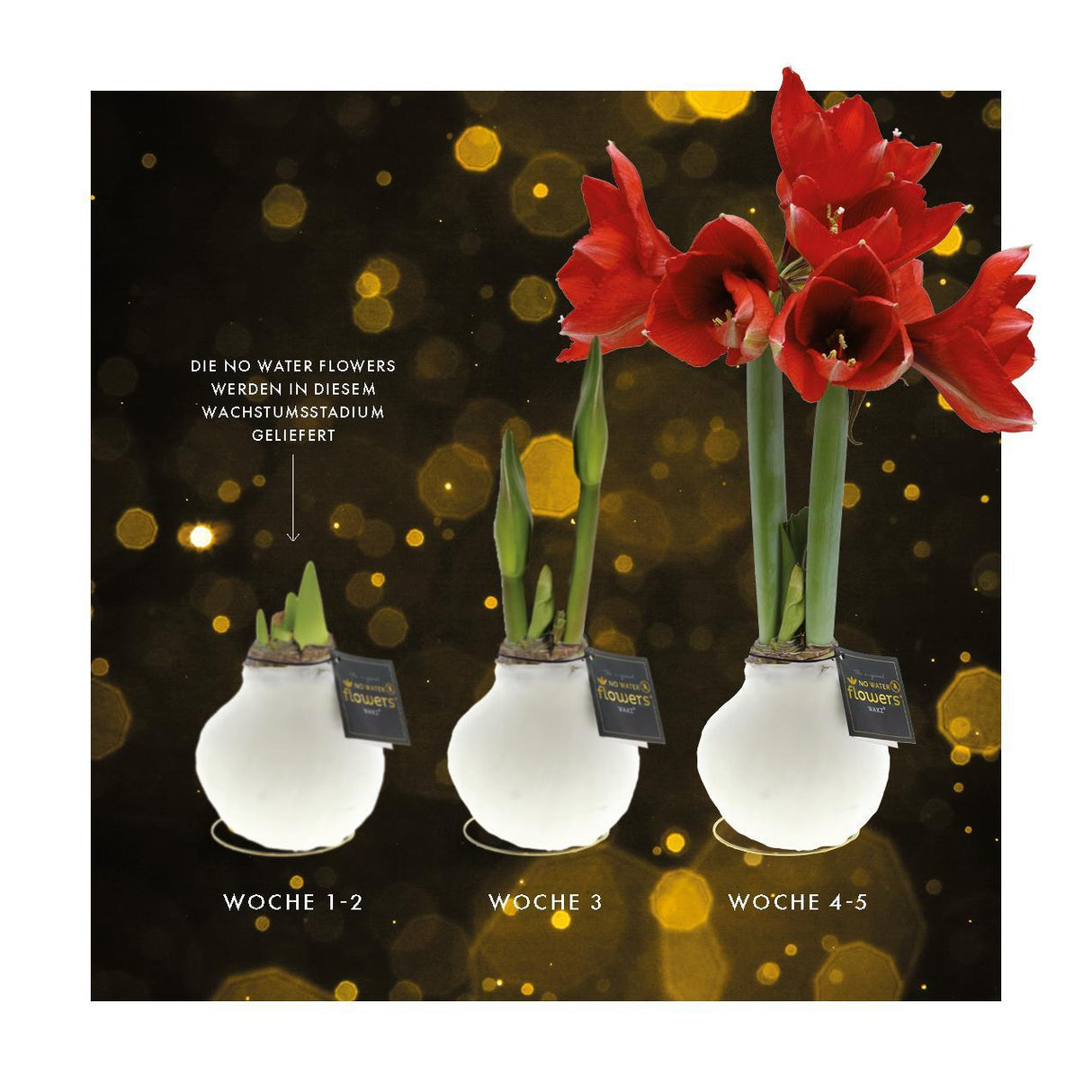 No Water Flowers - White + Red flower