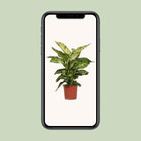 Dieffenbachia Mars