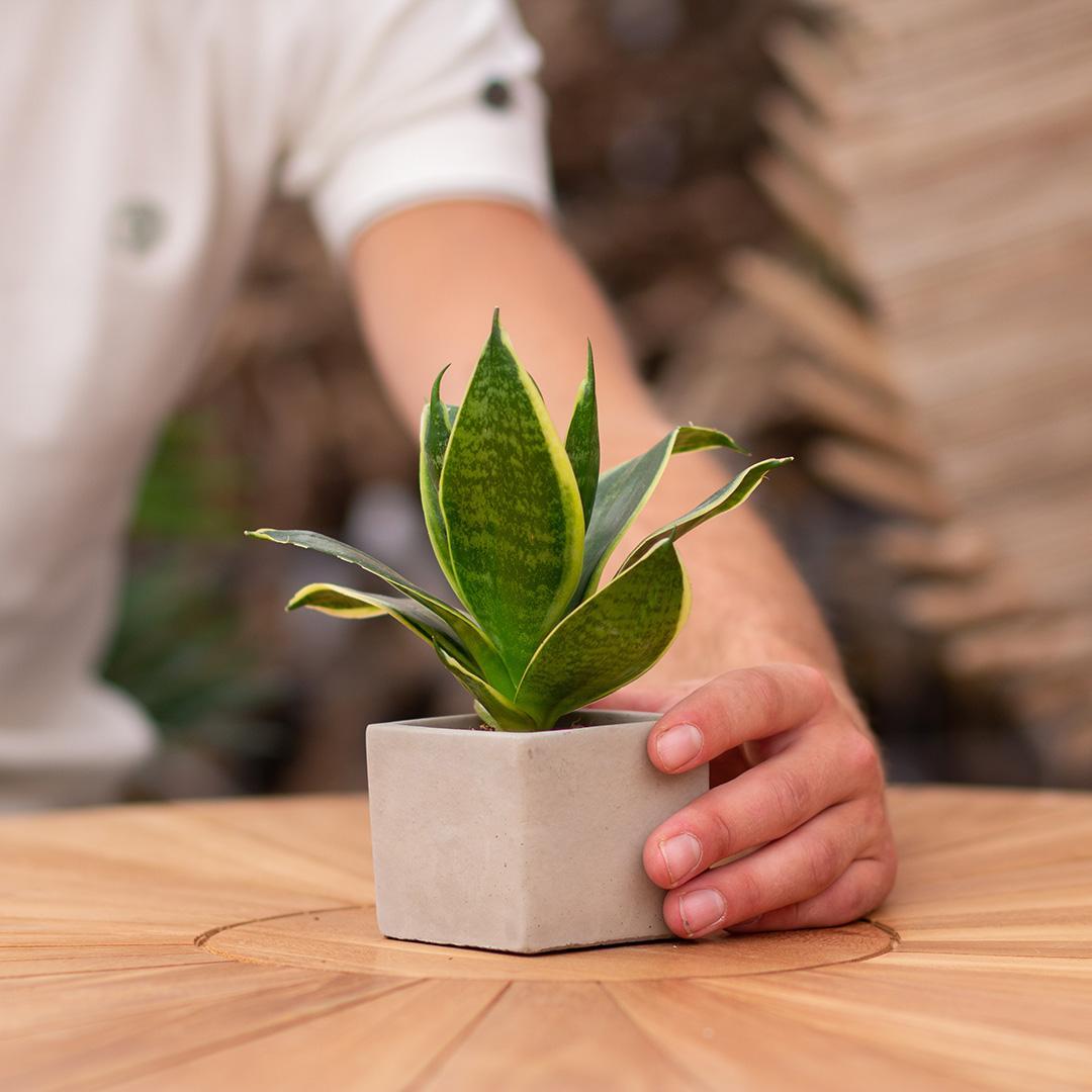Congreetz® plantpots + Sansevieria | Bienvenue