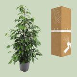 Ficus benjamina Danielle