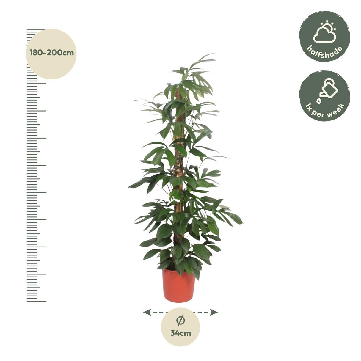 Philodendron Dragon Tail moss stick