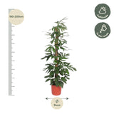 Philodendron Dragon Tail moss stick
