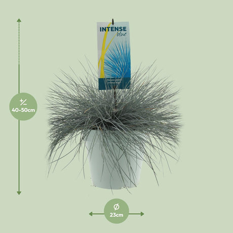 Festuca Glauca Intens Blå 