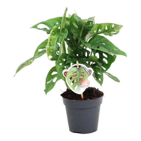 Monstera obliqua 'Monkey Leaf' 
