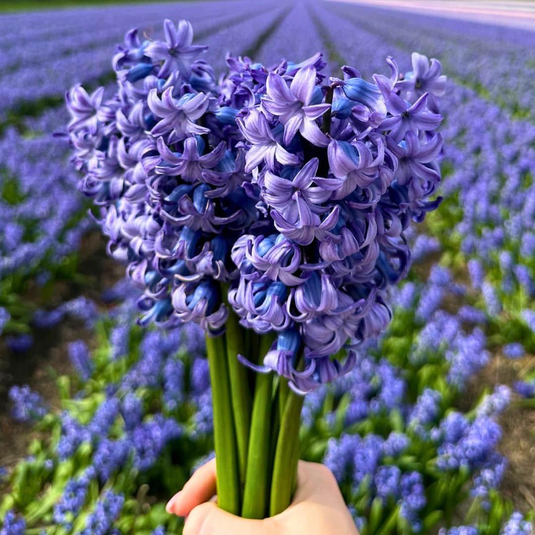 Blomsterløg Amsterdam - Delft Blue - 10 bloembollen - Maat 14/15 