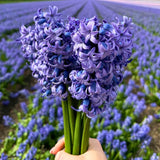Blomsterløg Amsterdam - Delft Blue - 10 bloembollen - Maat 14/15 
