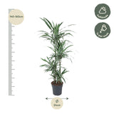 Dracaena Warneckei