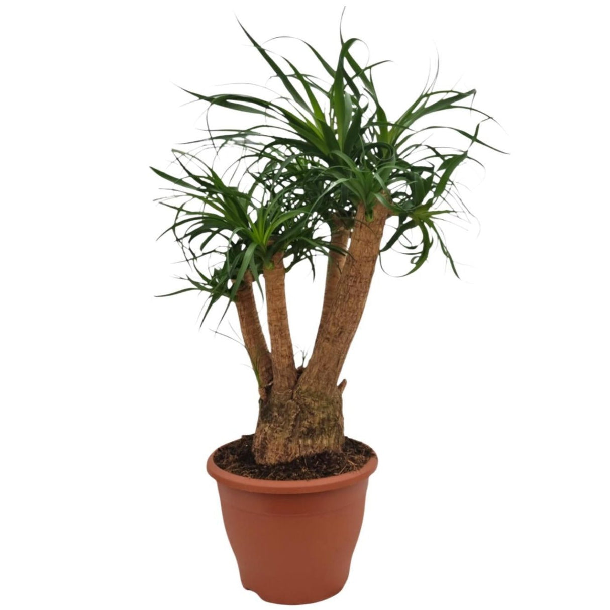 Beaucarnea Nolina